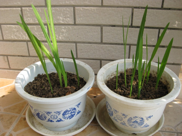 这种花千万别养,适合懒人养的四季花香雪兰