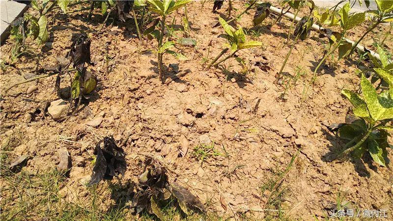 离四川内江最近最暖的地方,内江天气热去哪里玩最适合