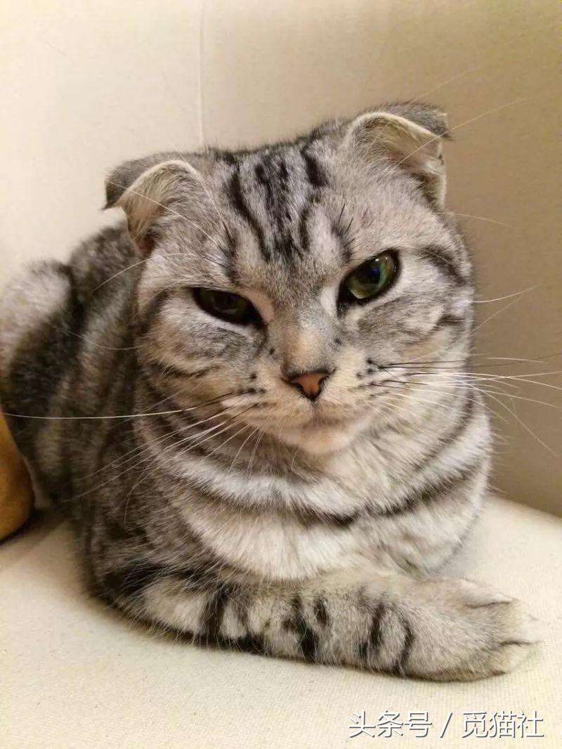 养猫常听的7个谣言猫拒绝背锅,养猫人一定要知道的猫粮