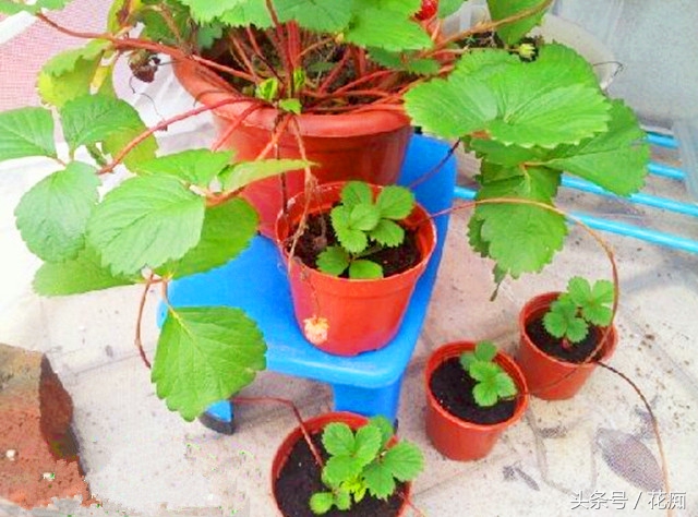 草莓长花全过程,草莓怎么把根养得又粗又壮