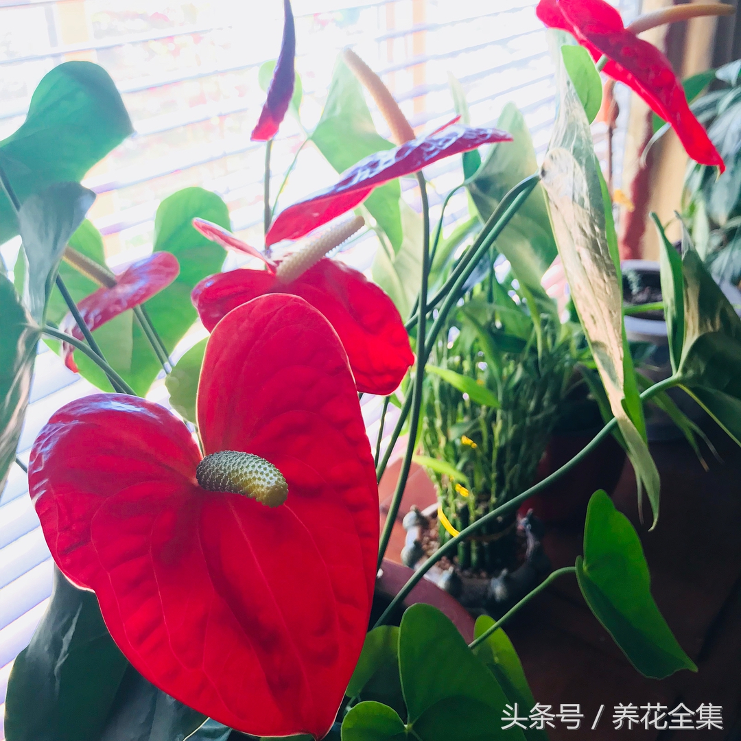 红掌一直掉叶子怎么办,红掌叶子发黄最简单的处理方法