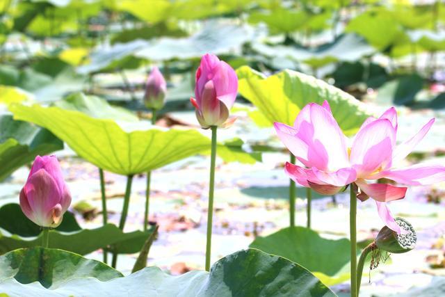 微山湖湿地荷花全景图,微山湖坐船赏荷花
