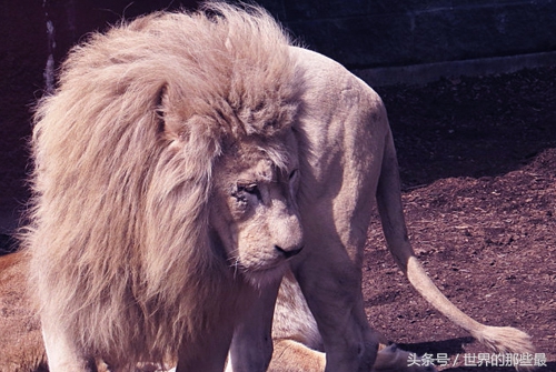 客观评价狮虎斗胜率,狮子和老虎能打过狮虎兽吗