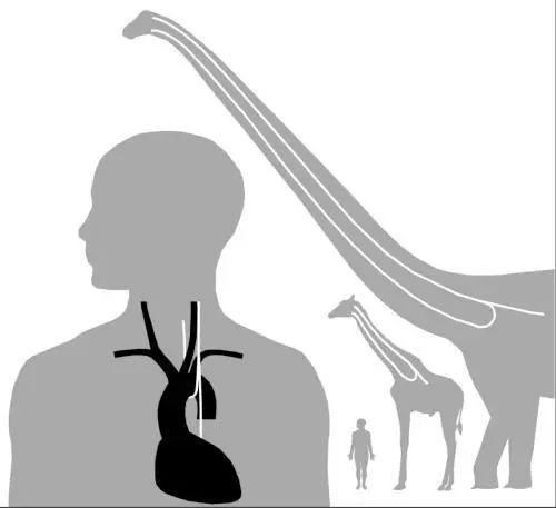 人类的身体器官有什么,人类肉体进化到极致