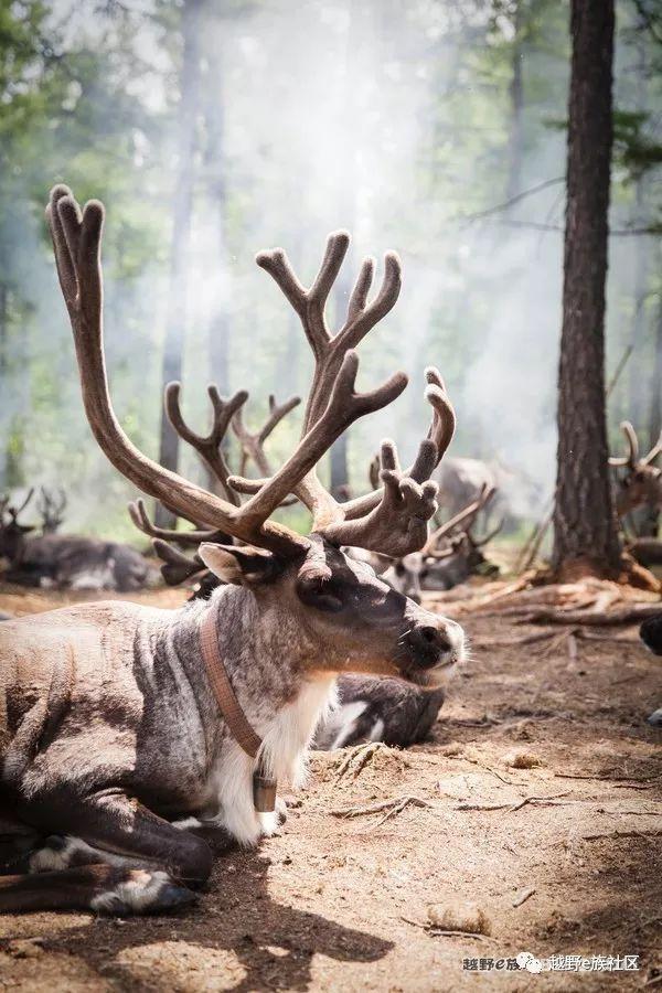 无法忘记的第一次草原之旅,一生必去一次的草原
