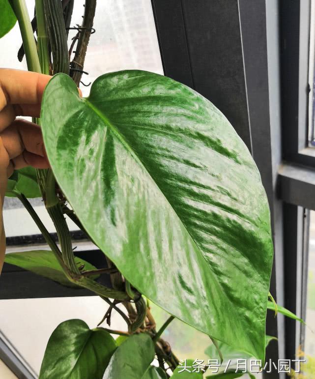 绿萝怎么养才能爆盆和爬满墙水养,绿萝这样养疯长如瀑布半月长爆盆
