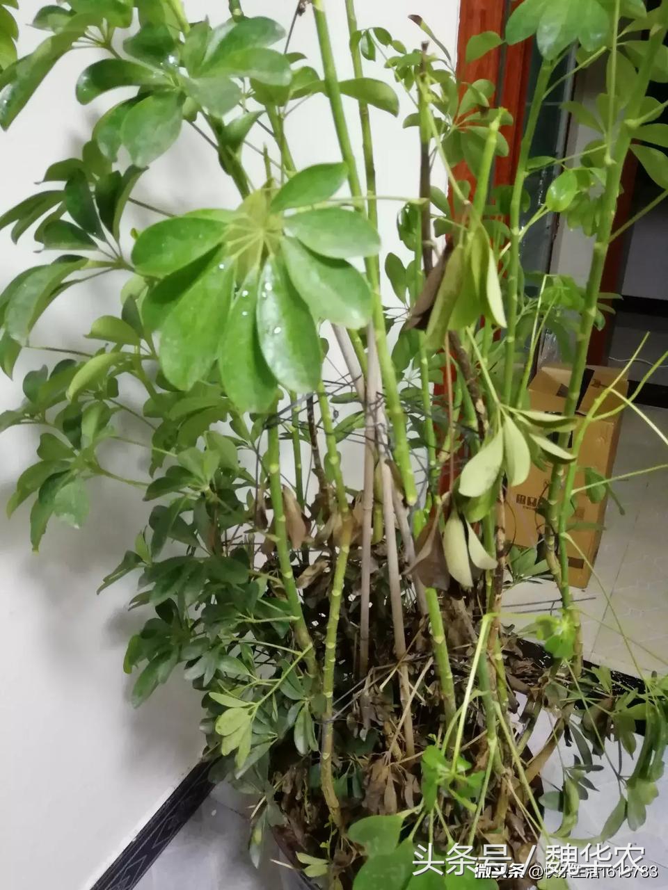 鸭掌木叶片脱落厉害,鸭掌木出现叶子发黑脱落怎么救治