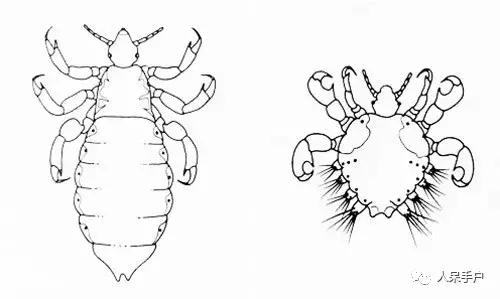 这个昆虫告诉我们人类何时开始穿上衣服？