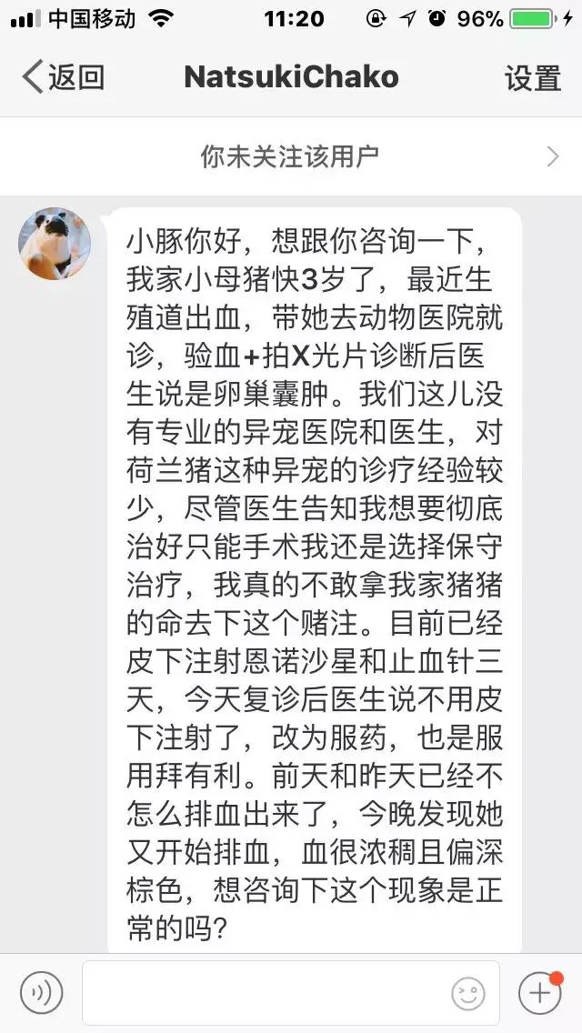 怎么预防荷兰猪囊肿复发,荷兰猪的囊肿怎么在家自行处理