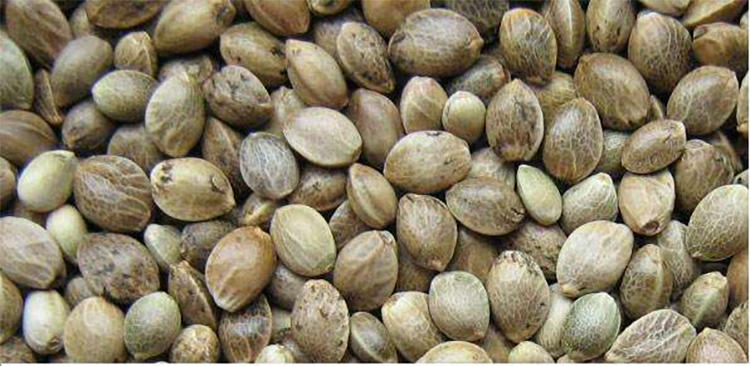 渣粮、品牌粮和自配粮，新手仓鼠粮的选择