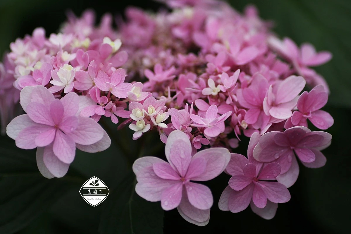绣球花佳橙怎么样,绣球佳澄特性