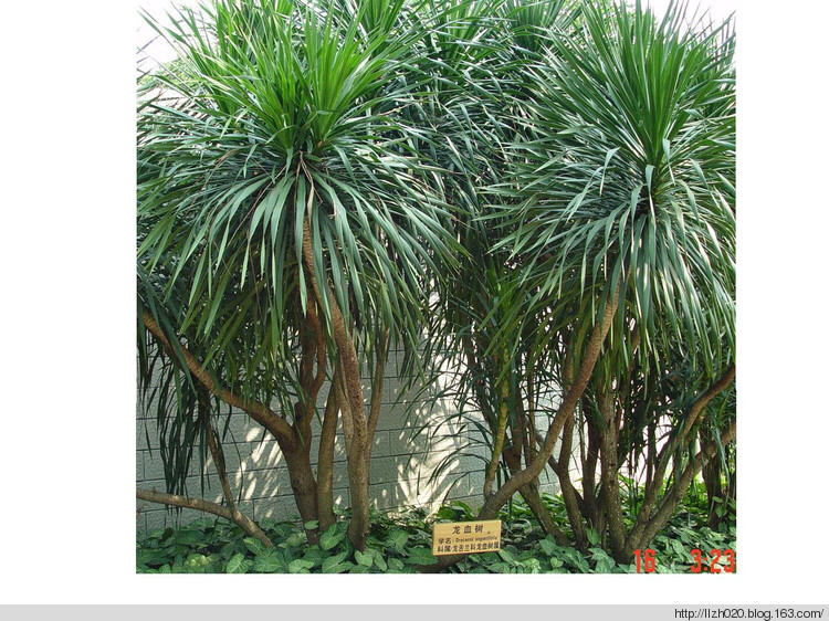 中药龙血竭用法用量,中药龙血竭图片