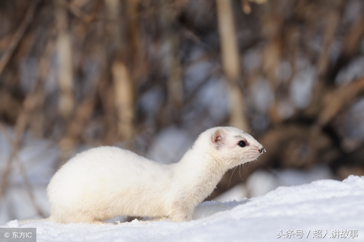 中国民间故事修行的黄鼠狼,黄鼠狼民间40个真实故事