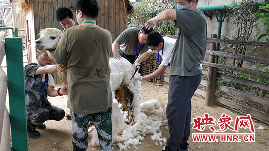 高温天动物园动物如何解暑,郑州热浪滚滚动物园开启防暑模式