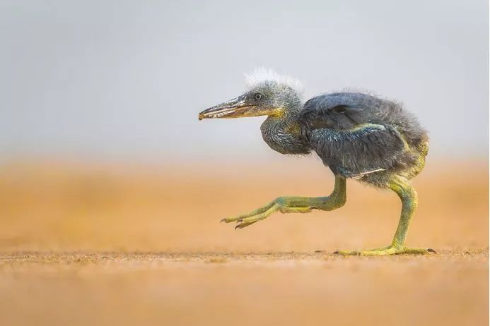 美到极致的自然风光摄影师大赛,自然之美第7集