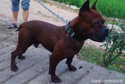 中国最凶猛的猎犬排名,藏獒在十大猛犬上排第几