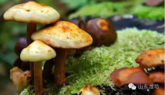 误食毒蘑菇的急救措施英文,误食毒蘑菇如何自救的视频