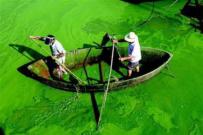 湖泊常见的浮游生物,湖泊出现奇特生物