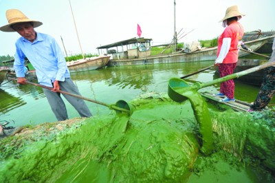湖泊常见的浮游生物,湖泊出现奇特生物