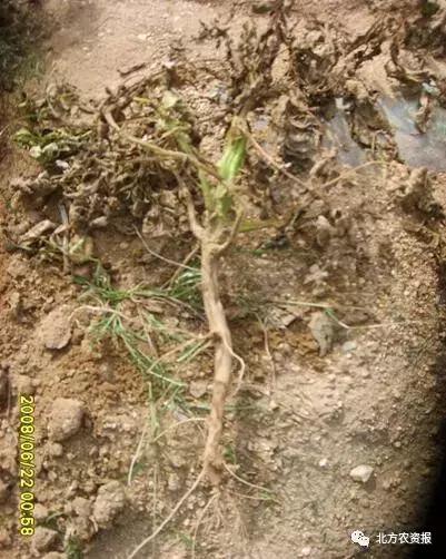 马铃薯枯萎植株的处理,马铃薯枯萎病的原因