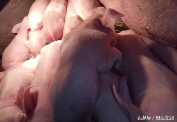 100万养猪场方案,养猪技术教程母猪难产怎么办