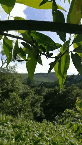 木姜子鸡脚的正宗做法,木姜子鸡脚超辣正宗做法