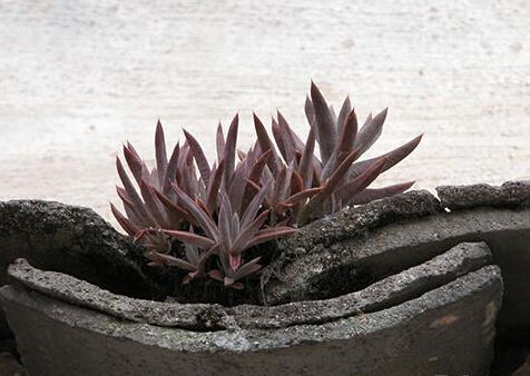 多肉植物能吃吗知乎问答,多肉植物能吃吗视频