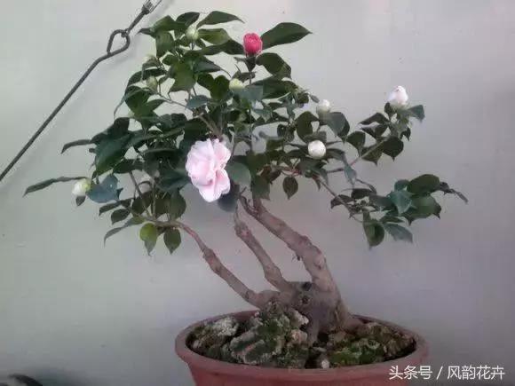 什么花适合送朋友呢,送朋友什么花好又实用