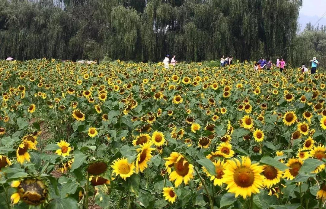 前三季度昆明各区县gdp,昆明各区县gdp