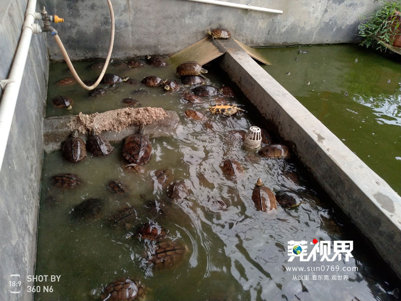 古法熬制的龟苓膏,润心堂古法龟苓膏