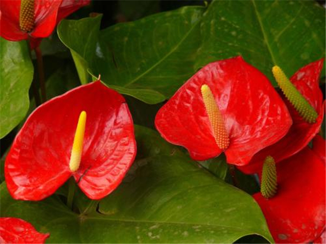红掌花怎么越开越小呢,红掌怎么快速长新芽