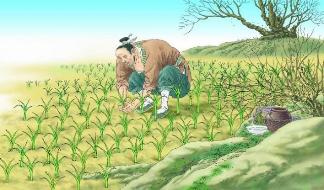 我国现存最早的水稻著作,我国现存最早的水稻栽培的书籍