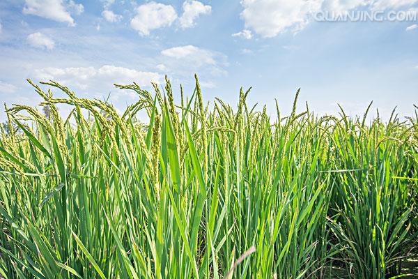 我国现存最早的水稻著作,我国现存最早的水稻栽培的书籍