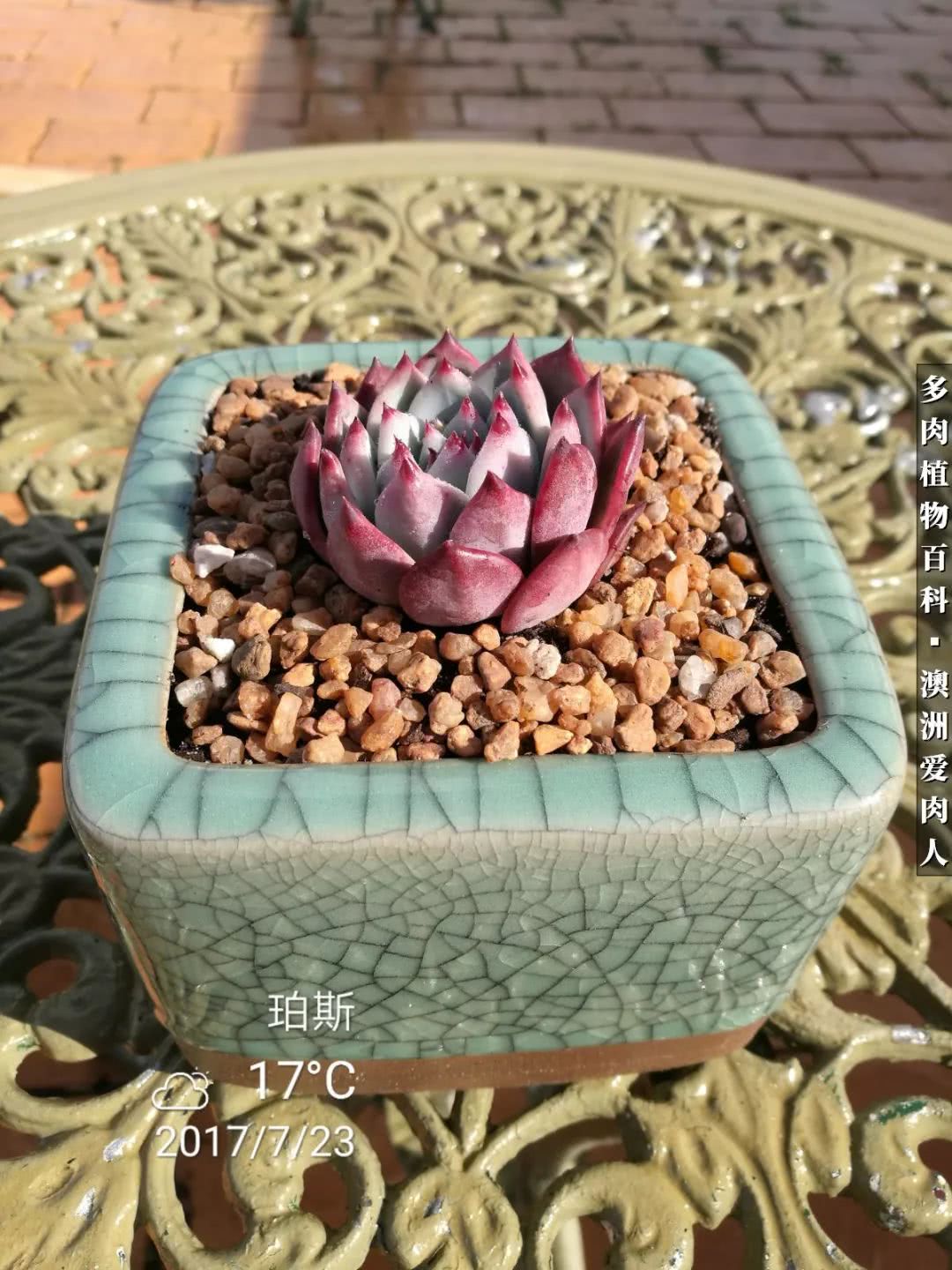 最耐晒的八款多肉,暖阳下的多肉美的不得了