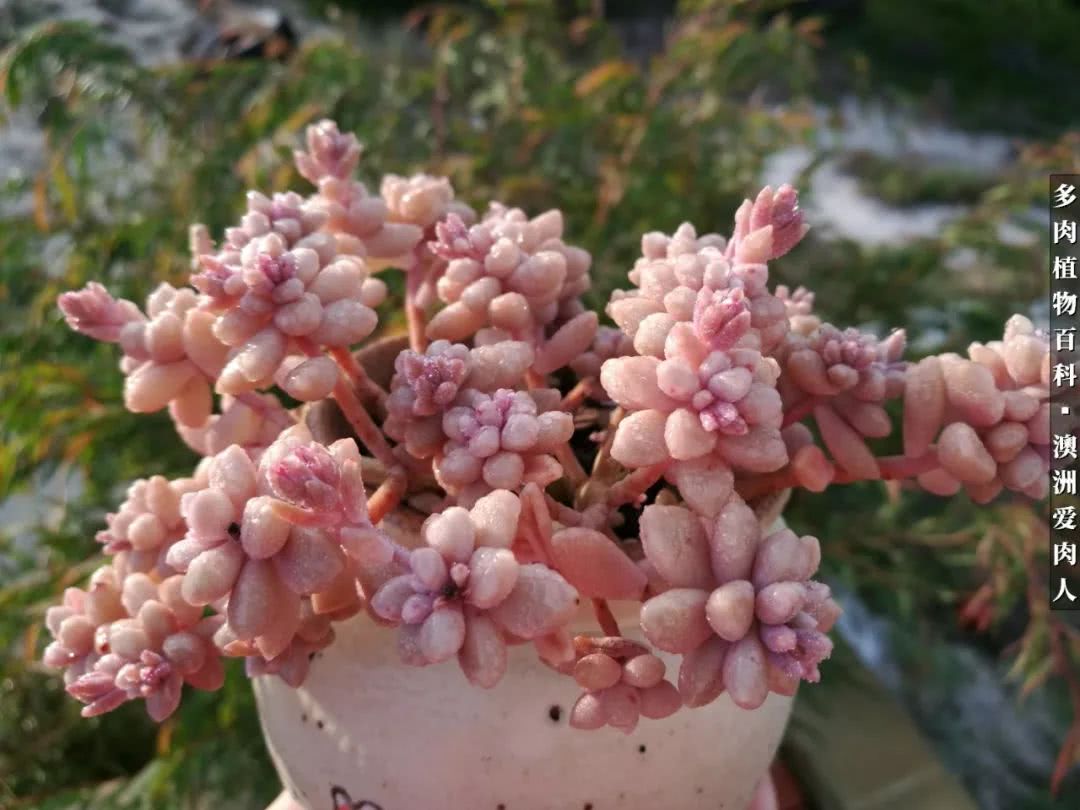 最耐晒的八款多肉,暖阳下的多肉美的不得了