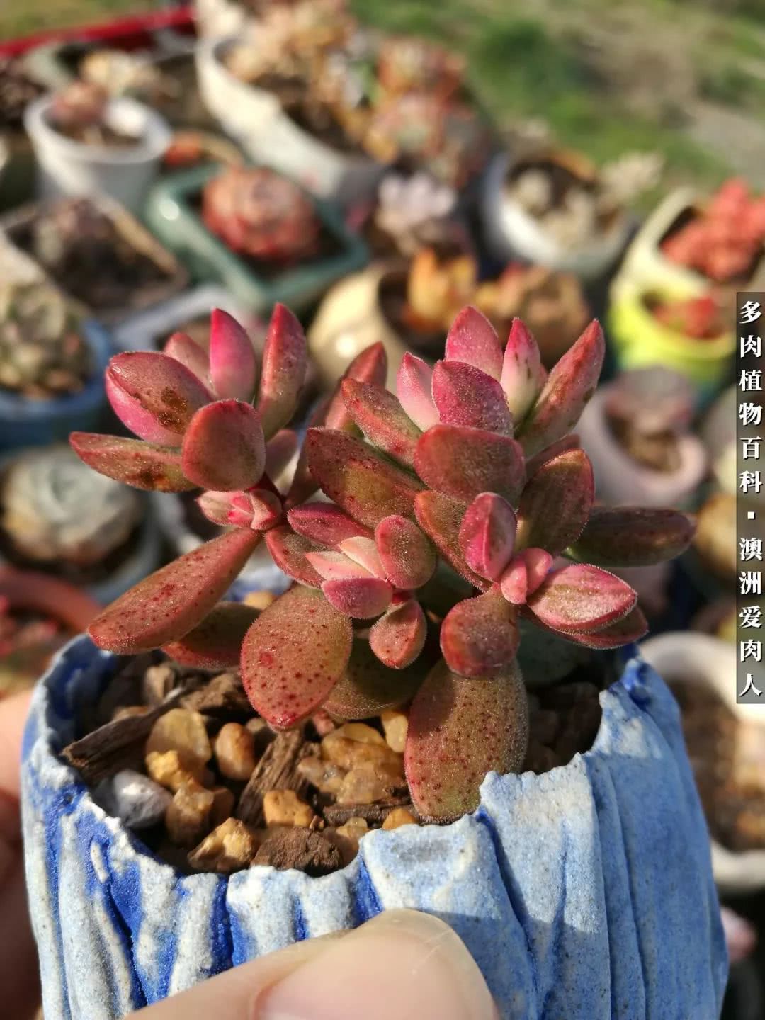 最耐晒的八款多肉,暖阳下的多肉美的不得了