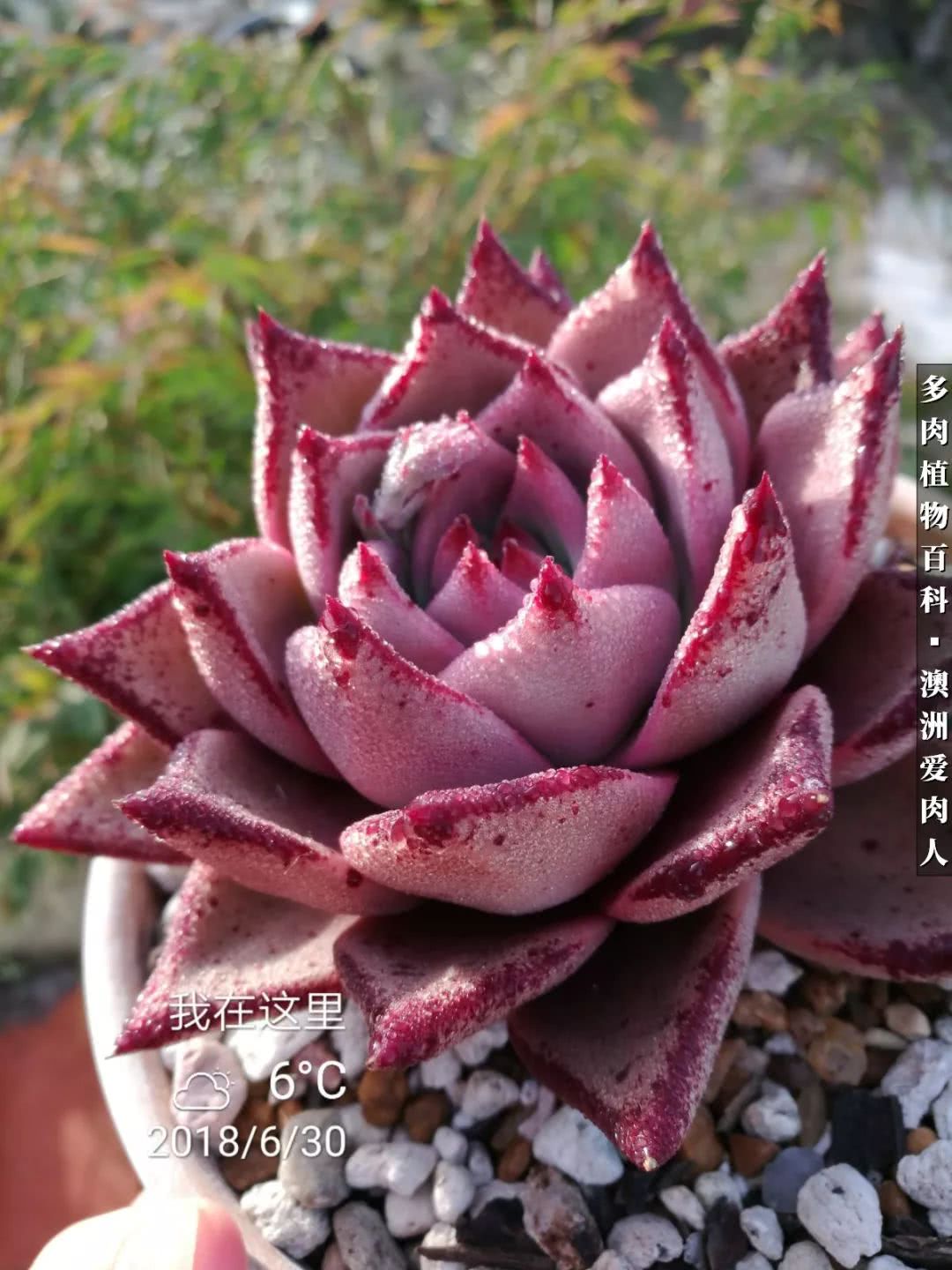 最耐晒的八款多肉,暖阳下的多肉美的不得了