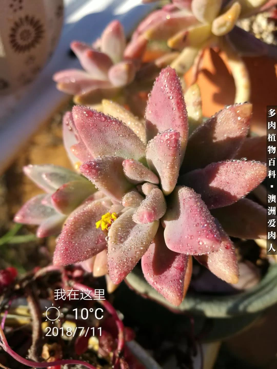 最耐晒的八款多肉,暖阳下的多肉美的不得了