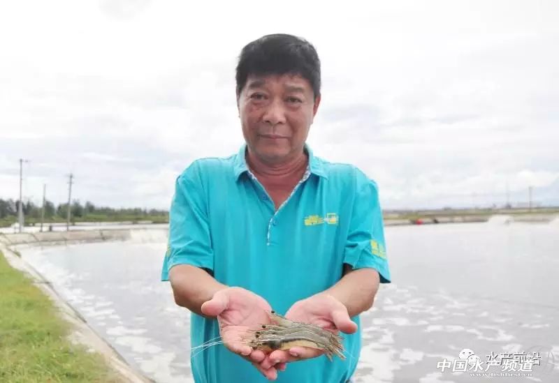 新品种“白金钢”！源自非洲亚丁湾，抗病力强，适应性广，到底什么来头？