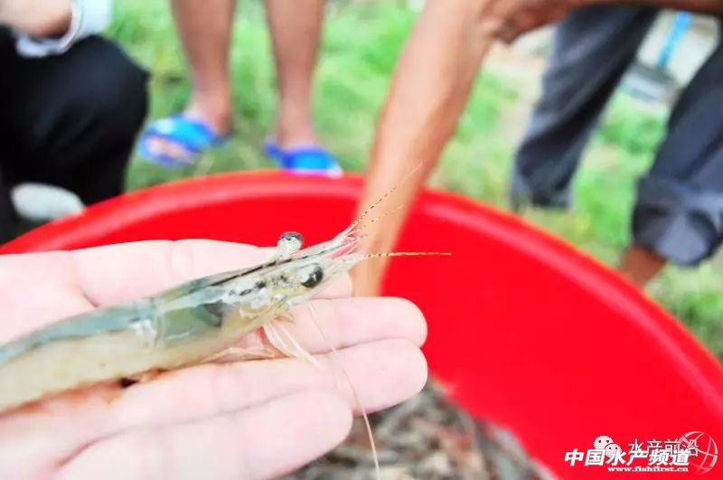 新品种“白金钢”！源自非洲亚丁湾，抗病力强，适应性广，到底什么来头？