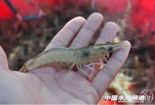 新品种“白金钢”!源自非洲亚丁湾,抗病力强,适应性广,到底什么来头?