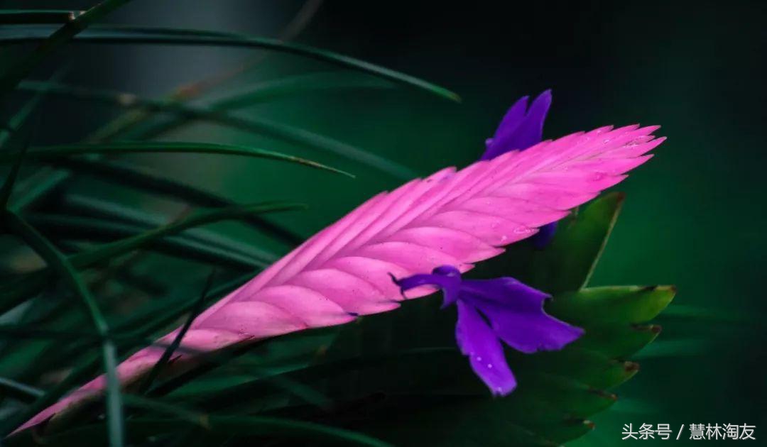 紫凤梨变绿后怎么养,紫凤梨干枯怎么办