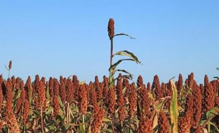 高粱是传统五谷吗,高粱和五谷的区别