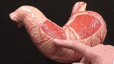 催吐,外挂般的减肥方式?吃的是欲望,吐的是灵魂