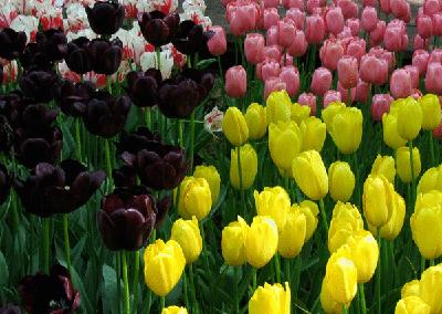 盘点各国的国花是什么,世界各国的国花你都认识吗