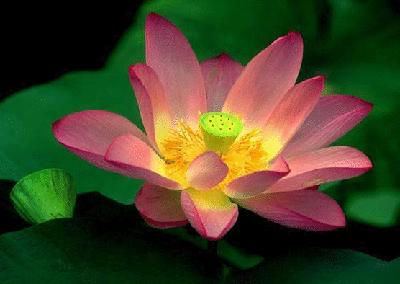 盘点各国的国花是什么,世界各国的国花你都认识吗