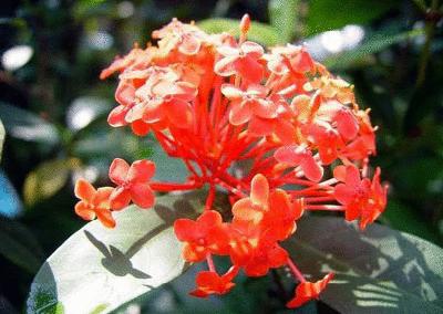 盘点各国的国花是什么,世界各国的国花你都认识吗