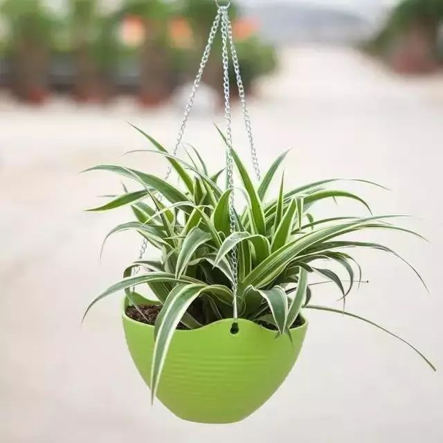 如何去除甲醛克星,甲醛最怕三个克星是什么水果