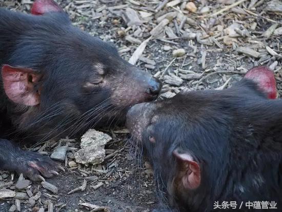 狗与狗之间会传染病吗,狗粪便会传染哪些疾病