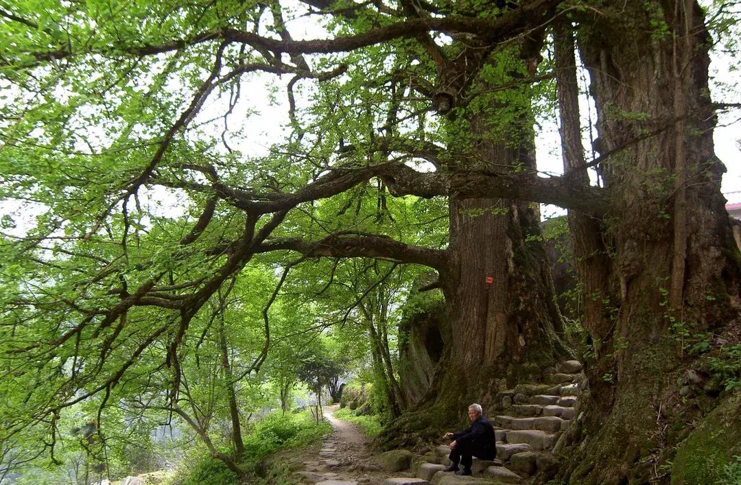武功山明月山穿越攻略,明月山武功山两天一晚攻略